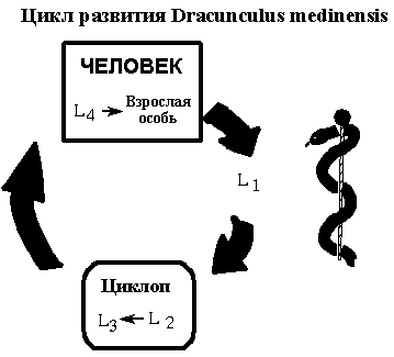 Dracunculus medinensis #7